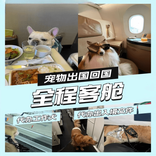 莱芜市宠物托运到白俄罗斯宠物入境规定和要求